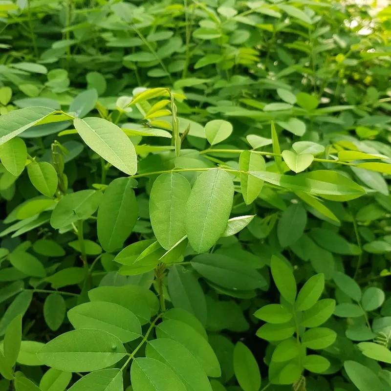 Desaintanpajudu