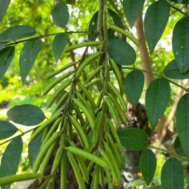 Desaintanpajudul